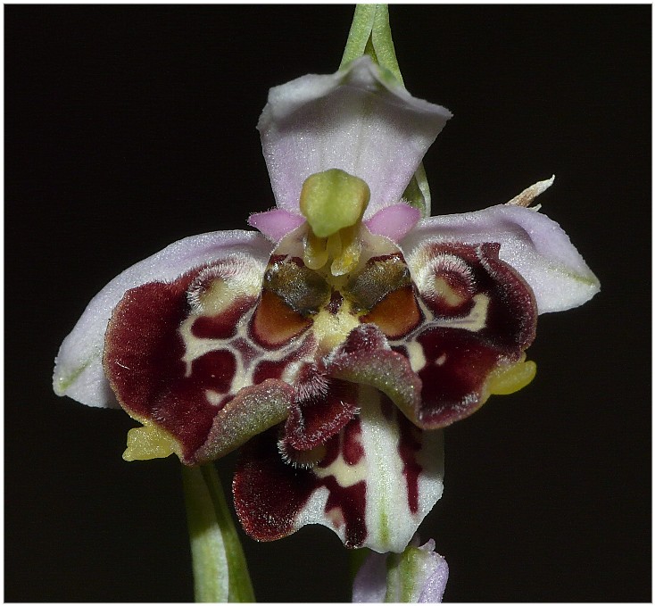 Lusus di Ophrys fuciflora